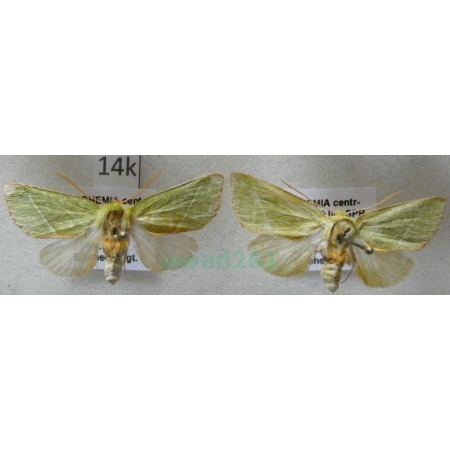 Pseudoips prasinana (Linnaeus, 1758) pair Zielonka ukośnica Czech14k